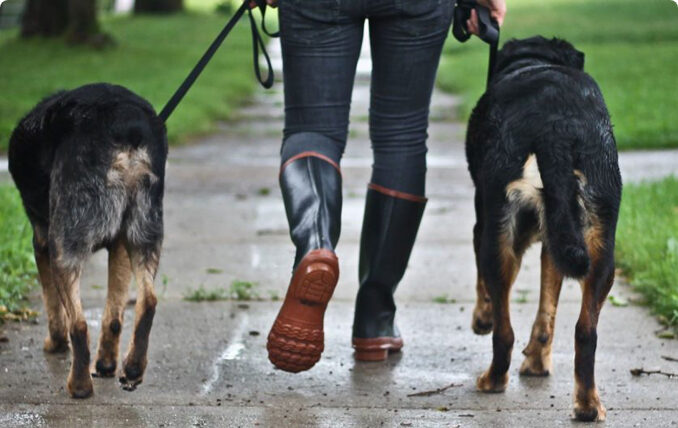 Human walking dogs