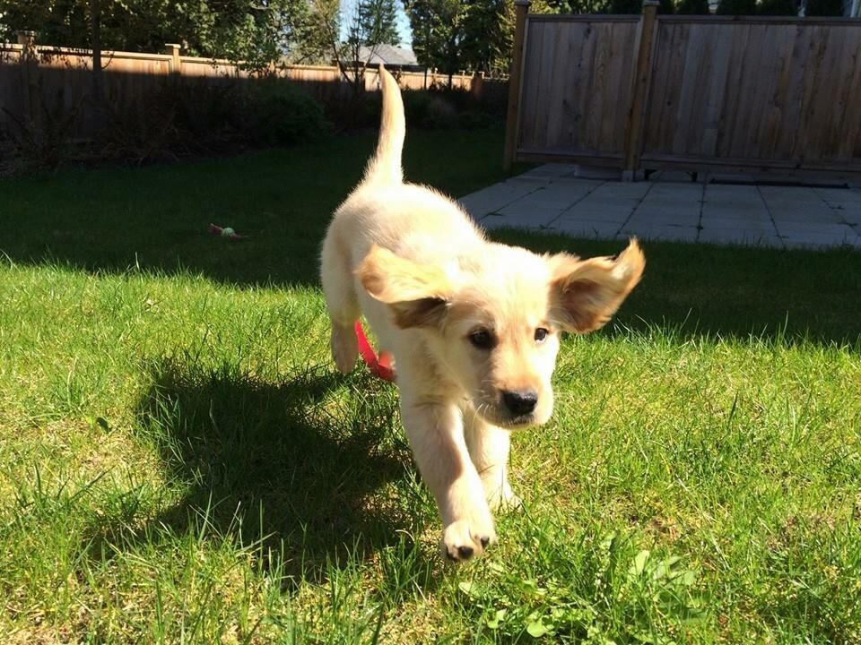 Puppy running with floppy ears