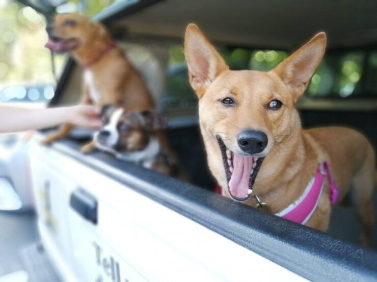 Dogs in backside of car
